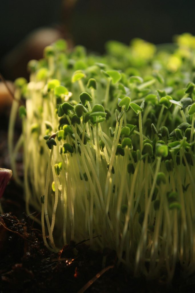 At IA Microgreens, we offer microgreens, edible flowers, and culinary plants geared towards